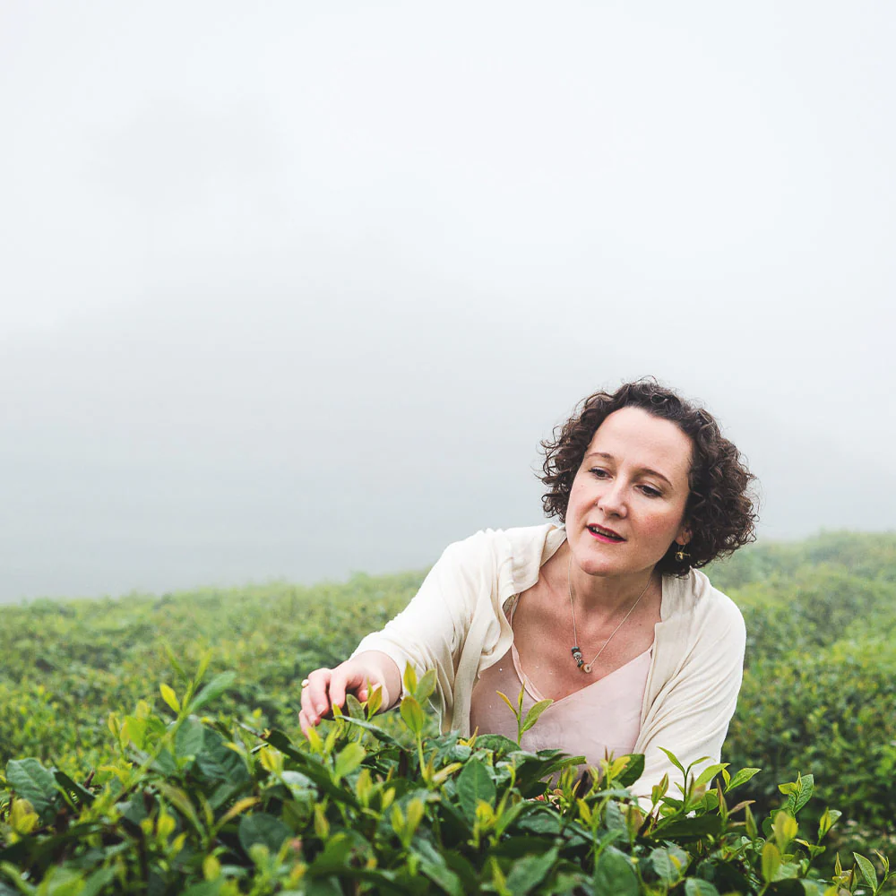Chinese Longjing - Image 3