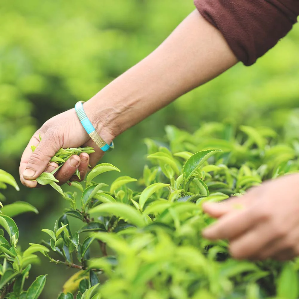 Green Tea & Honey Collection - Image 3
