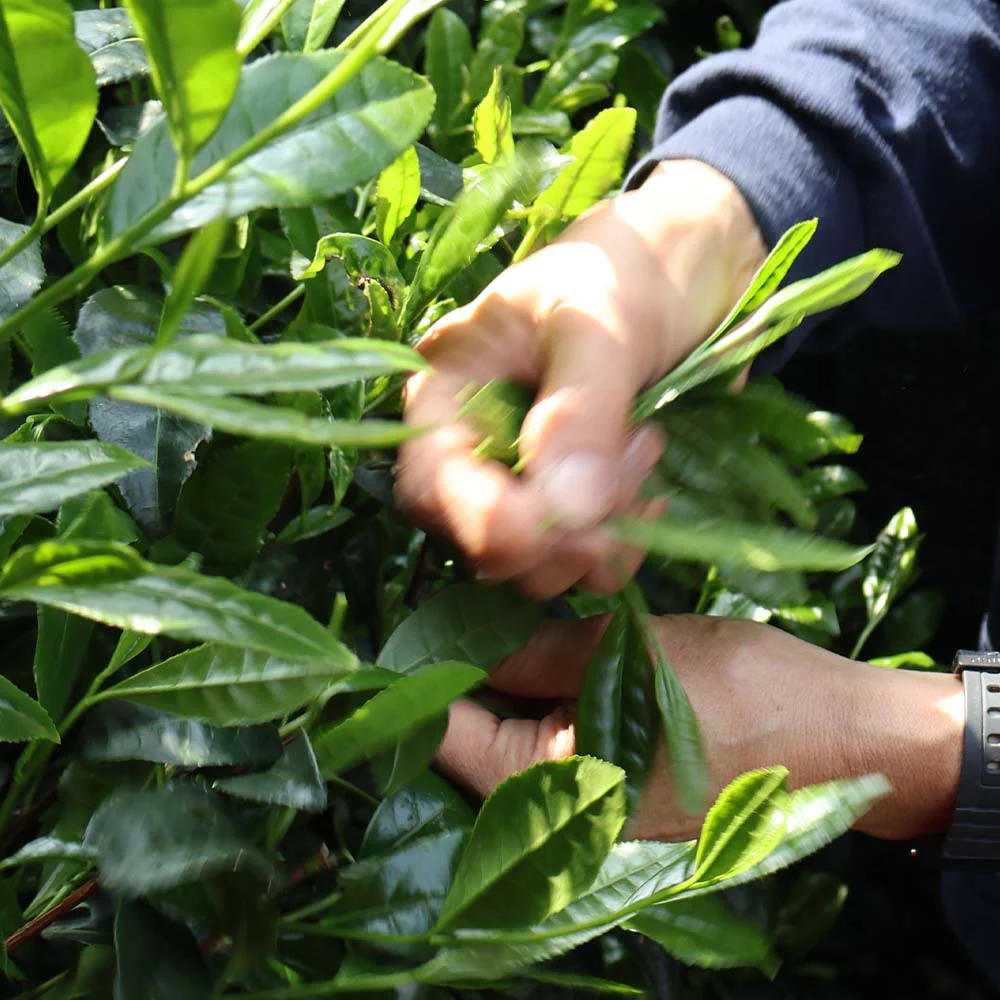 Japanese Genmaicha - Image 4